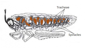 Respiration - Cockroach Respiration - Cockroach