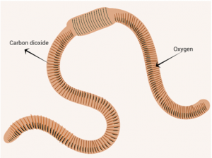 Respiration - Earthworm Respiration - Earthworm