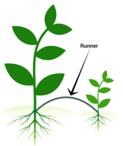 Asexual Reproduction Asexual Reproduction