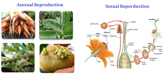 Reproduction Different Modes Of Plant Reproduction Byjus