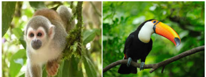 Adaptations Adaptations