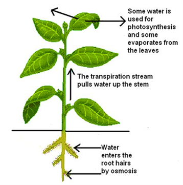 Transpiration Transpiration