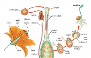 Seed Dispersal Seed Dispersal