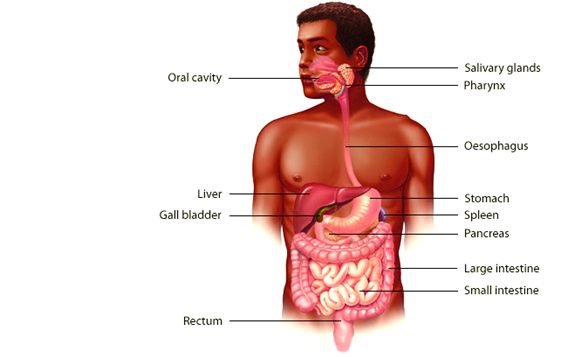 Gastrointestinal Tract Gastrointestinal Tract