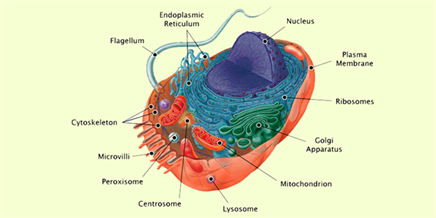 Animal Cell Structure Animal Cell Structure