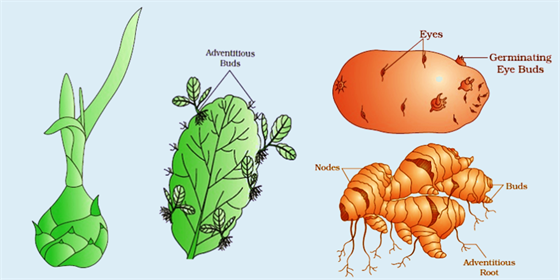 Reproduction of Plants