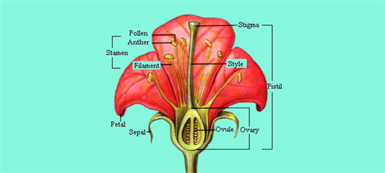 Sexual Reproduction In Flowering Plants An Overview