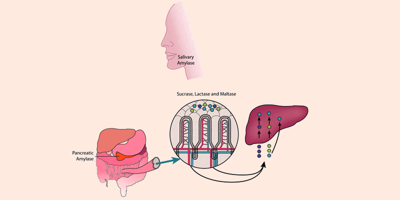 when digested proteins are broken down into