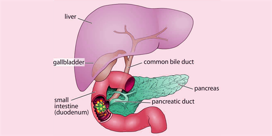 Nutrient Absorption in the Digestive System