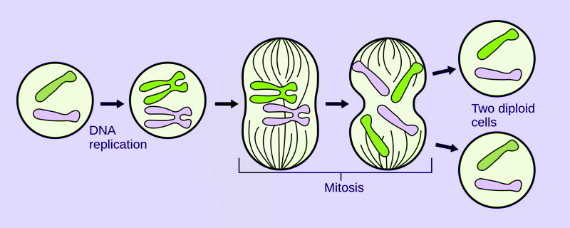 Asexual Reproduction Types Advantages Disadvantages Examples