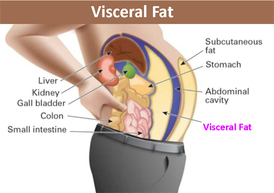 Visceral Fat Level Chart