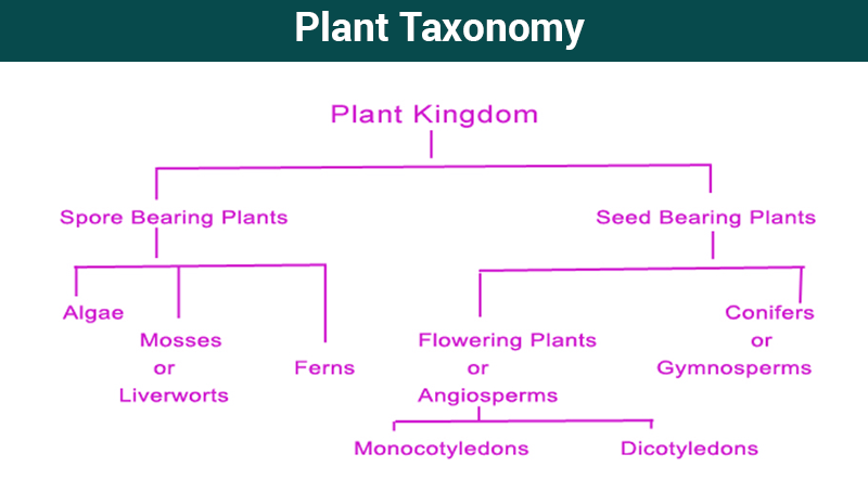 Plant taxonomy