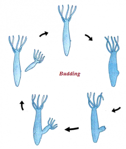 Budding Budding