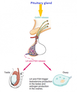 Sex Hormones Sex Hormones