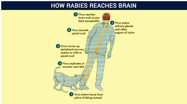 how long does it take to show signs of rabies in a dog