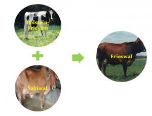 which would an animal breeder use to produce cows