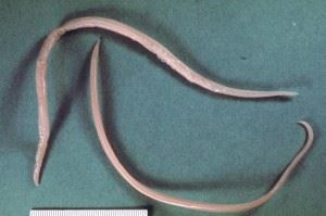 Nematoda Nematoda