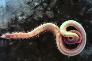 Annelida Annelida