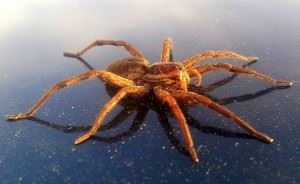 Arthropoda Arthropoda