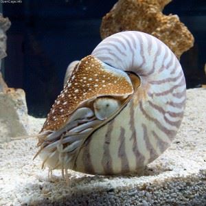 Mollusca