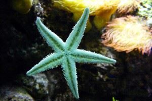 Echinodermata Echinodermata