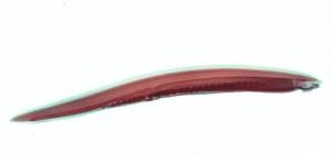 Protochordata Protochordata