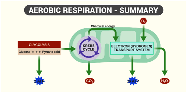 Process Of Respiration Flow Chart