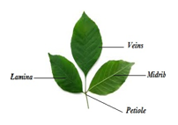 Parts of a Leaf