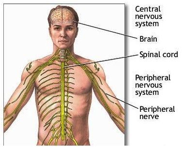 Nervous System Nervous System