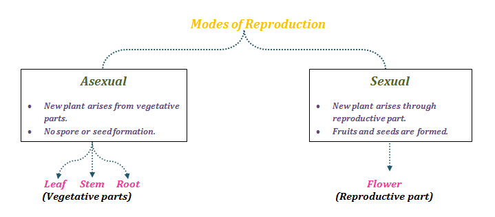 Reproduction Different Modes Of Plant Reproduction Byju S