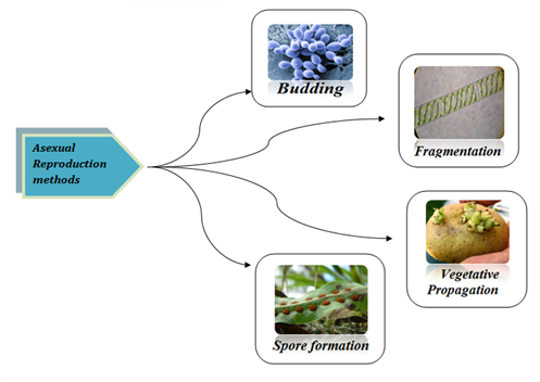 Chart On Reproduction In Plants