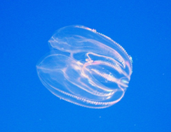 Ctenophora Kingdom Animalia: Ctenophora