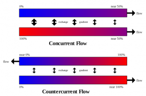 Mechanism Of Urine Formation Flow Chart