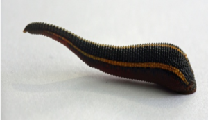 Leech - Phylum Annelida