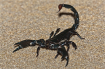 Scorpion - Kingdom Animalia