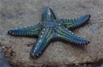 Starfish - Phylum Echinodermata