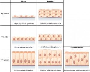Epithelial Tissue Epithelial Tissue