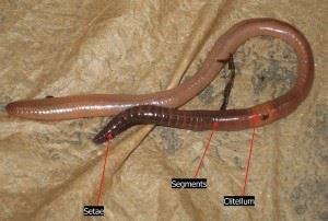 Earthworm segments Earthworm segments