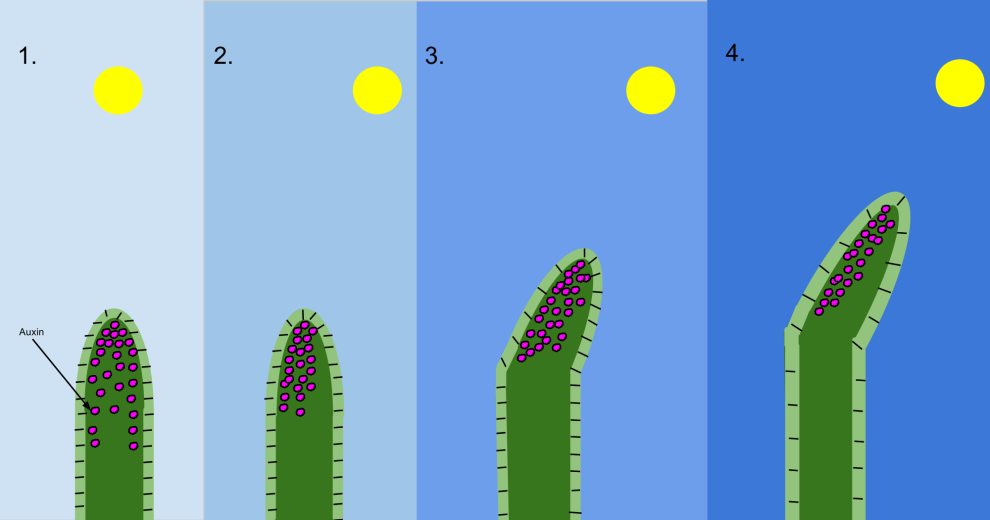 plant growth regulators