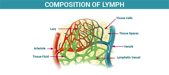 Composition of Lymph - Formation and Functions of Lymph