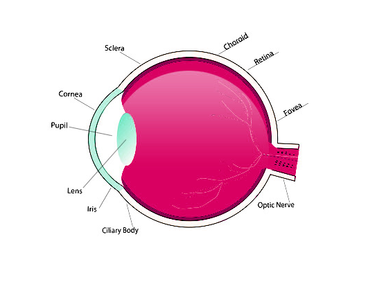 Enlargement Ingredient Biology Strategies