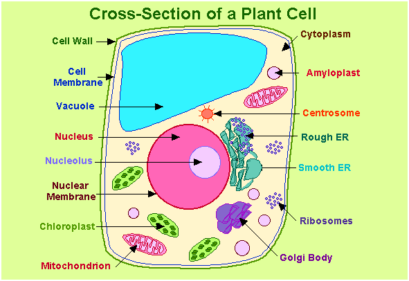 Important Biology Diagrams From All Chapters For CBSE Class 11