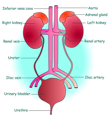 Important Science Diagrams From All Chapters For CBSE Class7