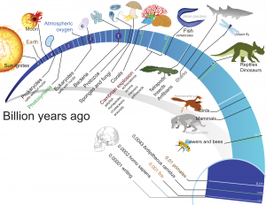 Evolution of life Evolution of life