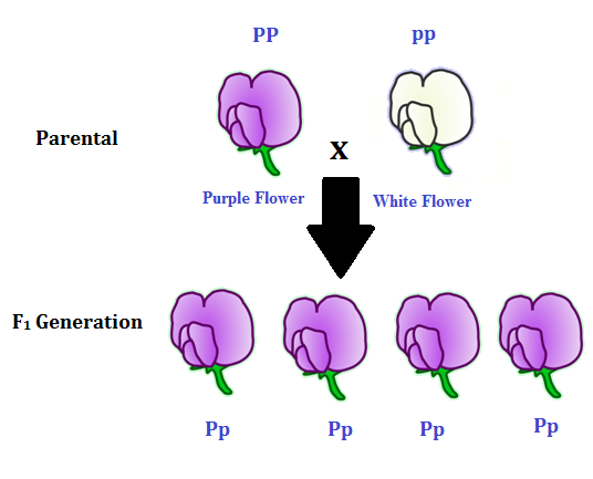 Monohybrid cross generation