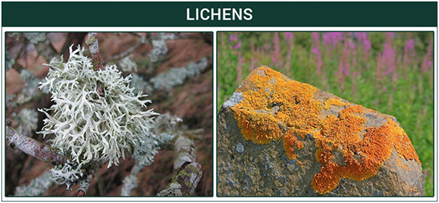 Lichen Diagram