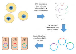 biological tools of recombinant dna technology enzymes vectors recombinant dna technology