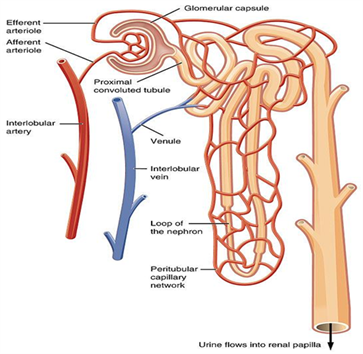 Kidney Function Test Kidney