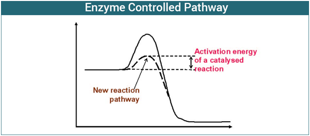 Enzymes Enzymes