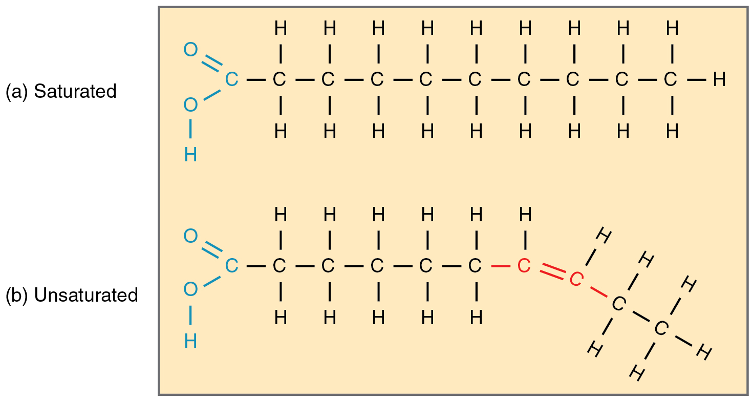 Fats The Difference Between Saturated And Unsaturated Fats Byju s